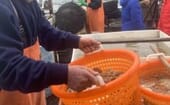 Marsden Brewer rinses sea scallops to be ready for packaging and delivery within 24 hours of pulling them from the ocean. thumbnail