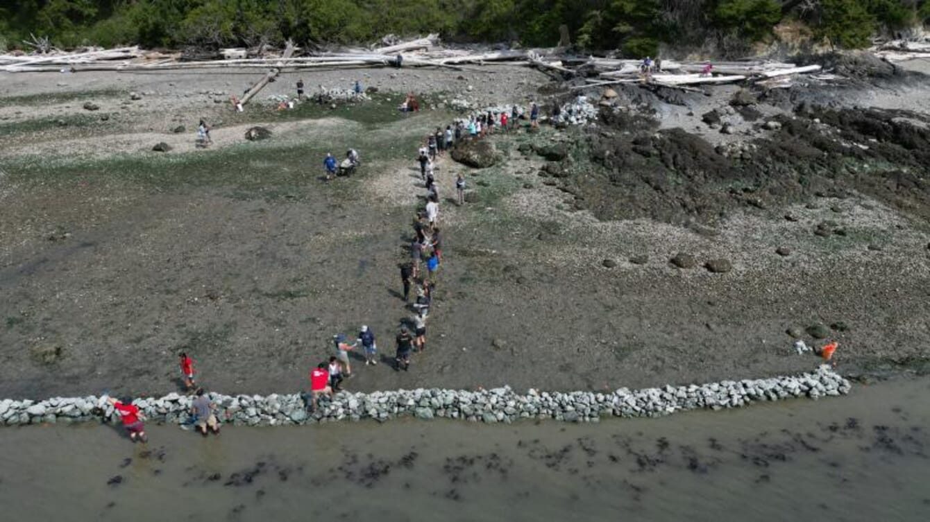 Building the first traditional clam garden on Swinomish land