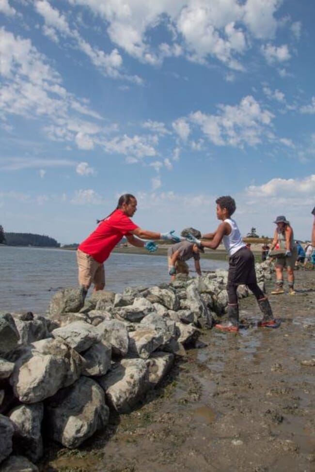 moving rocks to create a clam garden