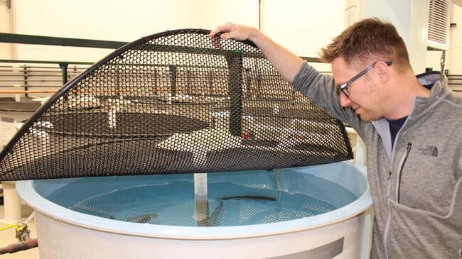 Man looking into a cylindrical tank with fish in it