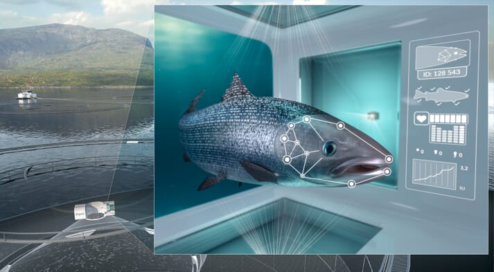 In BioSort's iFarm each salmon will have to pass a suite of scanners that ID the individual, take its measurements and check for sea lice and skin abnormalities