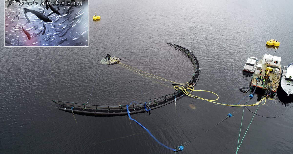 Study backs benefits of submersible fish farms