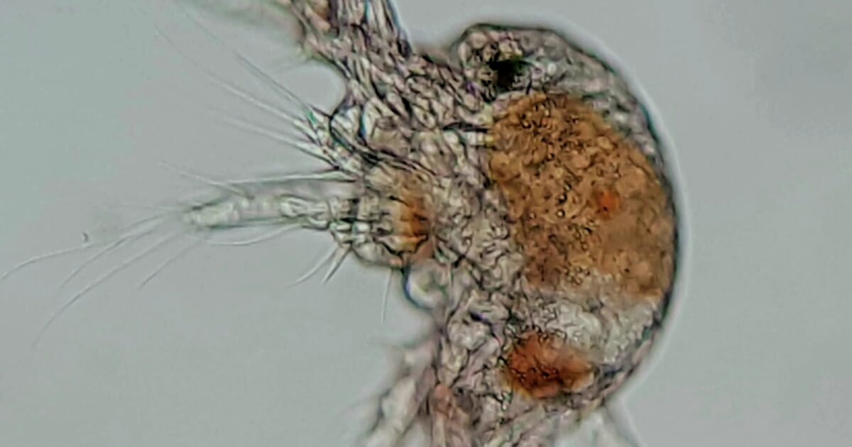 Could a humble crustacean unlock the true potential of marine finfish ...