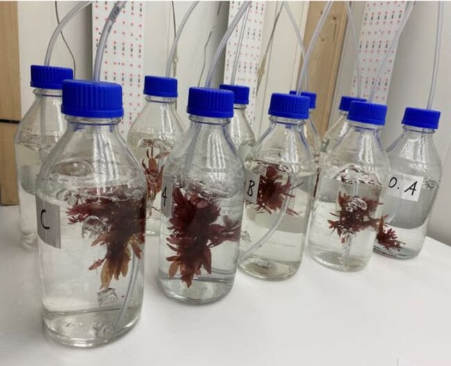 A photo inside a lab with bottles filled with red algae.