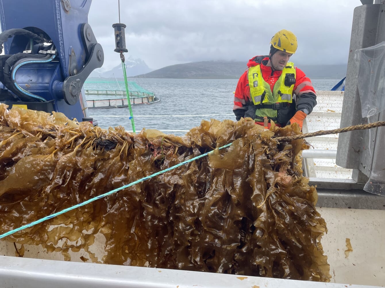 A man rearing in seaweed grown on a salmon farm in Norway.