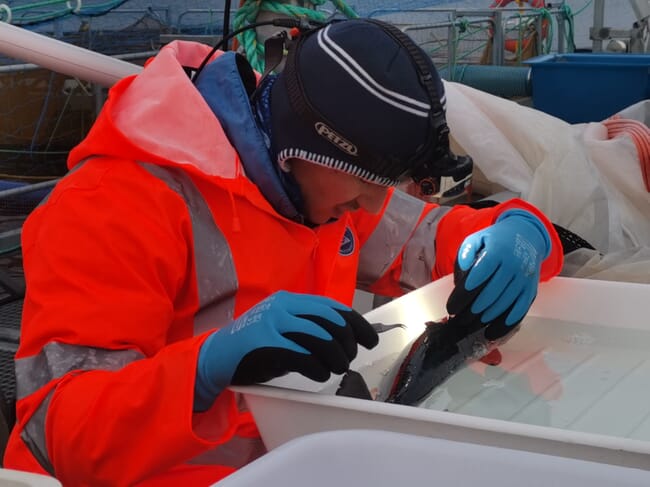 A research technician picking parasites off a fish.