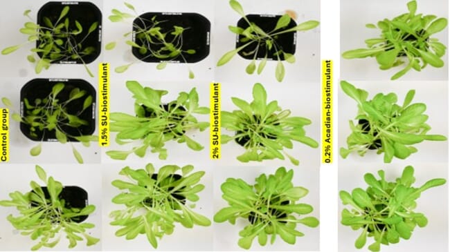 Scientific photos of lettuce growth.