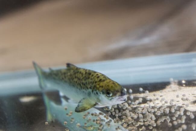 An Atlantic salmon swimming in an experimental cage.