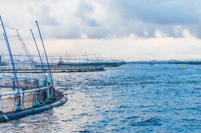 Piscifactoría de salmón en Noruega