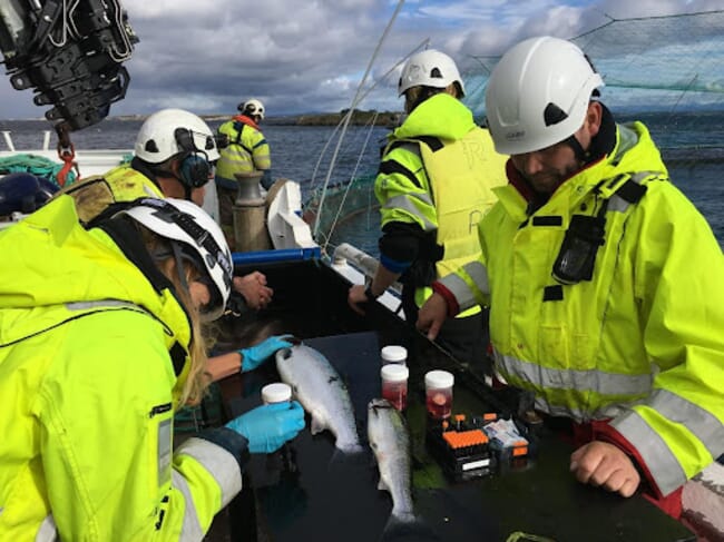 a group of researchers check atlantic salmon for gill disease