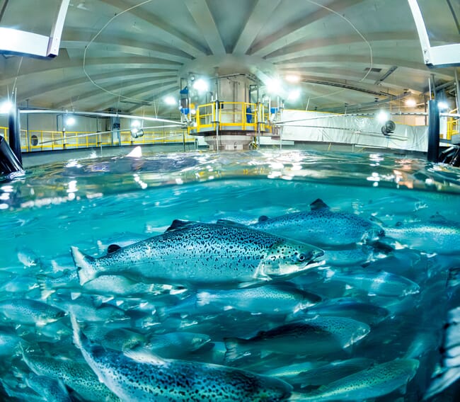 Salmon in a tank inside an indoor salmon farm.