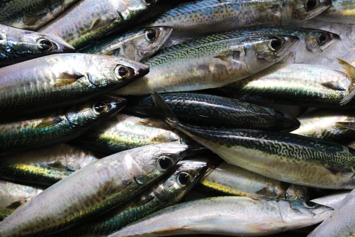 Pacific chub mackerel
