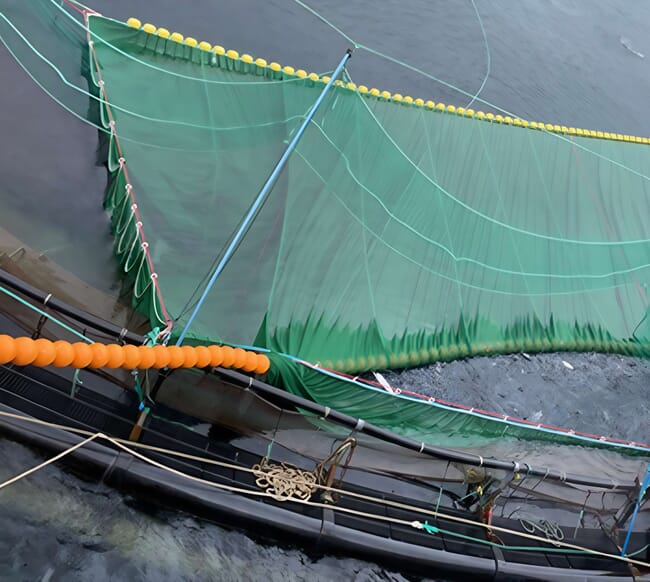 A net catching fish to remove parasites.