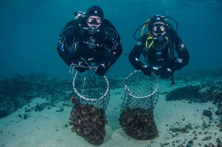 two divers with a net of sea urchins