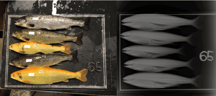 The preliminary results of the trial suggest that salmon which have been rendered sterile and albino using CRISPR-Cas9 perform as well as their unedited counterparts, with no added incidence of skeletal deformities