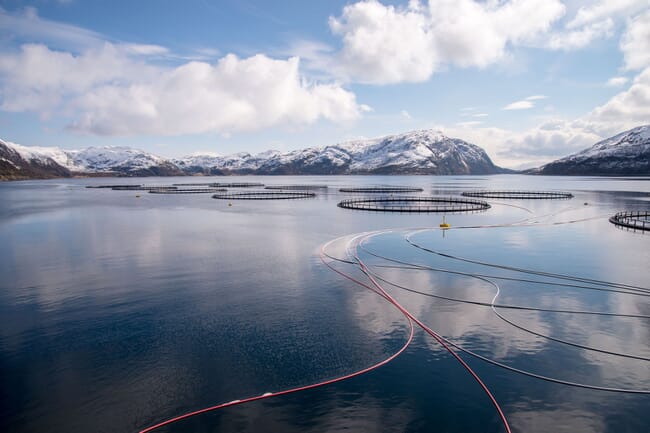 a salmon farm