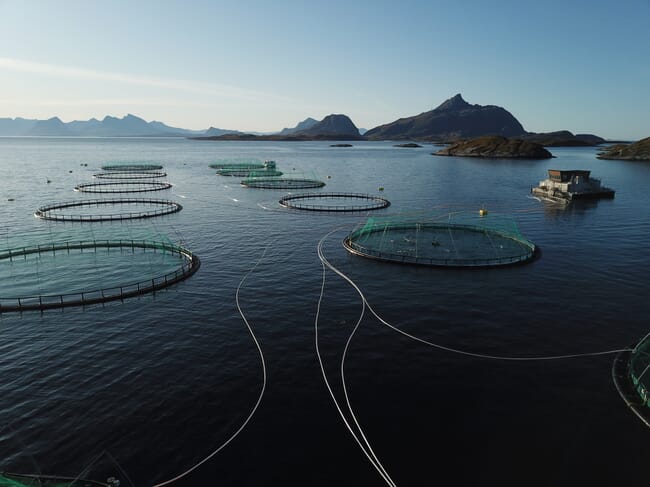 salmon net pens in the water