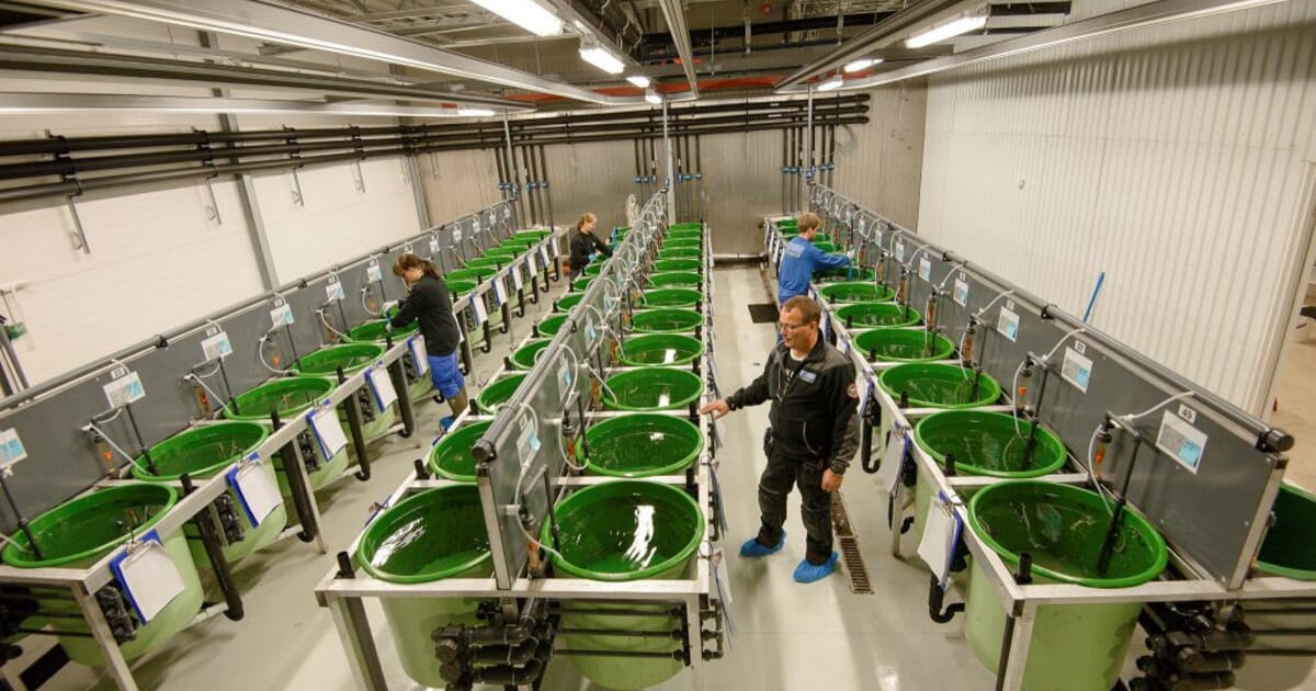 Is Norway set for a cod farming renaissance? | The Fish Site