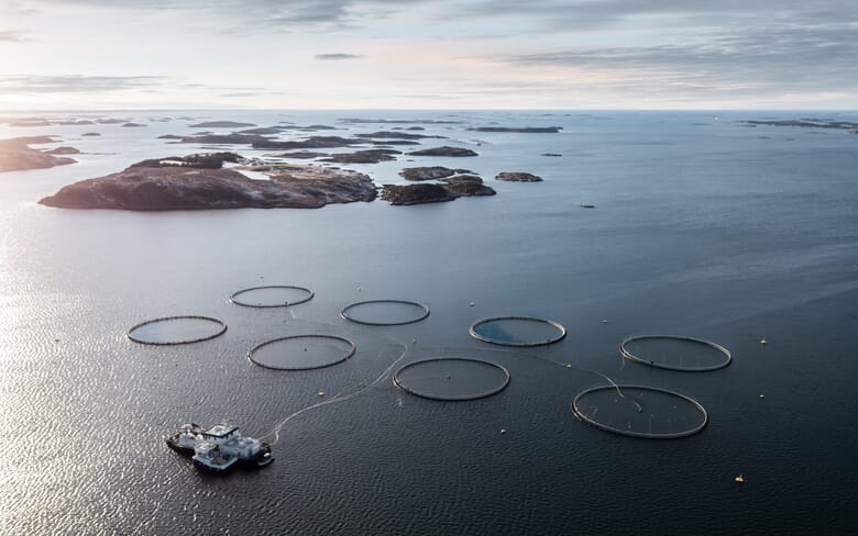 How to Farm Atlantic Cod | The Fish Site