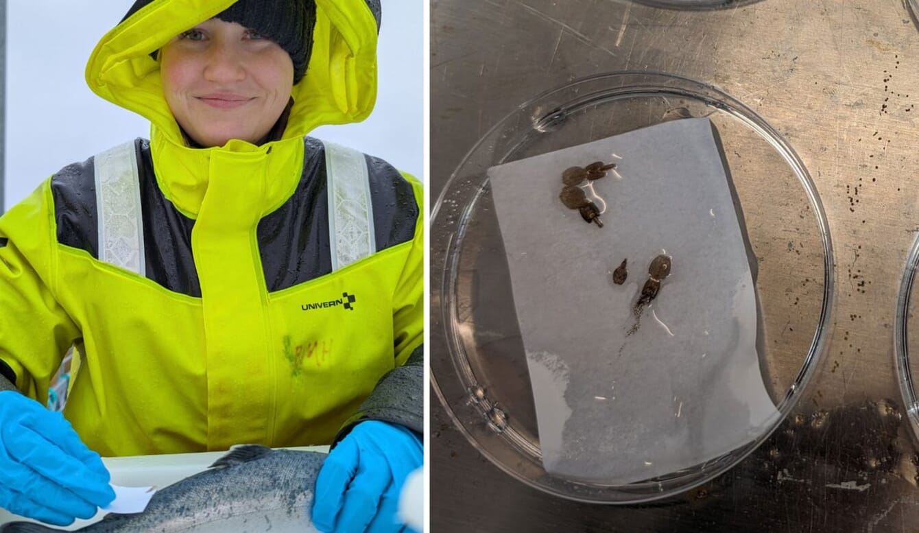 A pdh student carrying out field work on sealice from aquaculture farms.