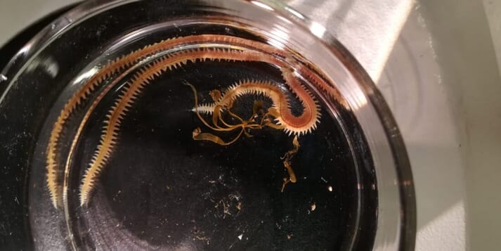ragworm in a dish