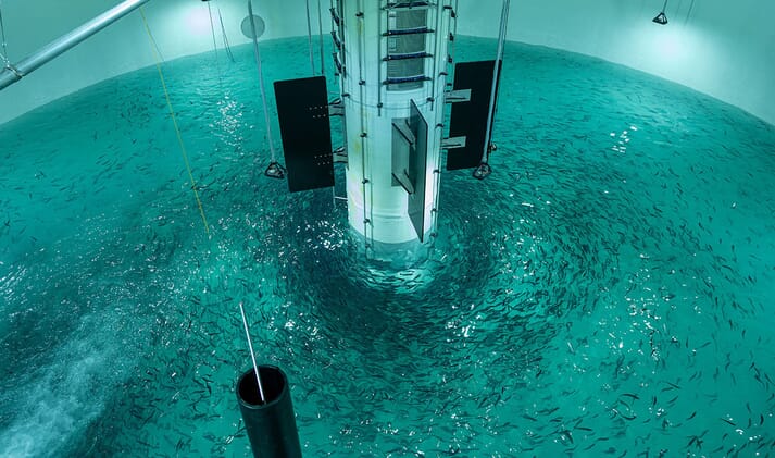 fish swimming in a recirculation tank