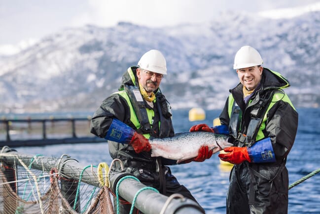 Men holding farmed salmon.