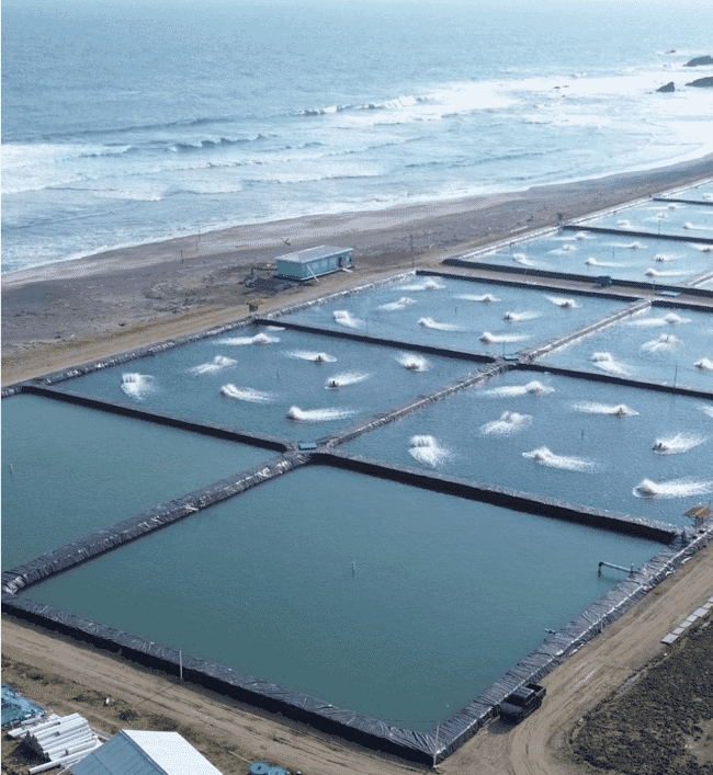 An aerial shot of a shrimp farm near the coast.