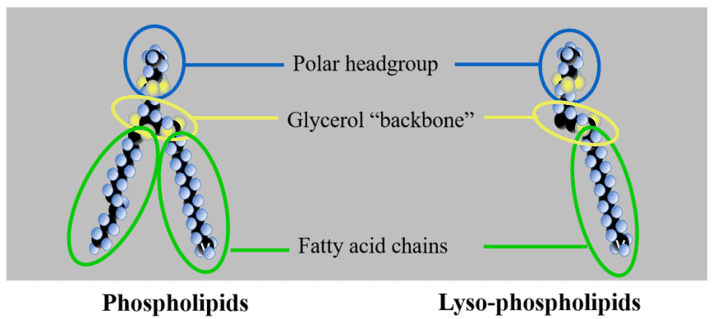 Figure 1. Structure of phospholipids and lyso-phospholipids.