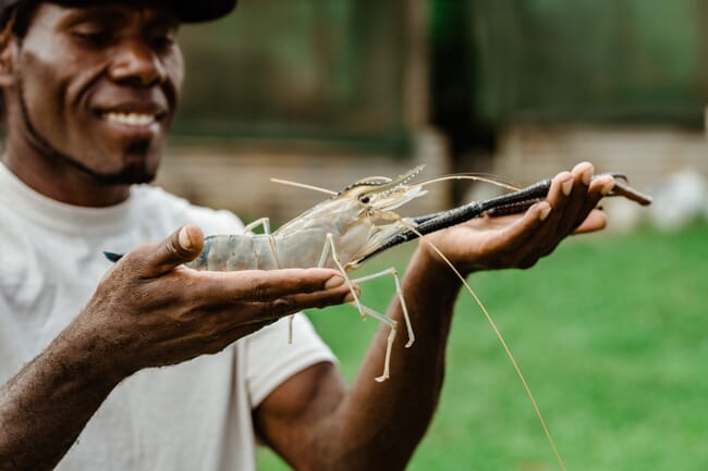 person holding a giant prawn