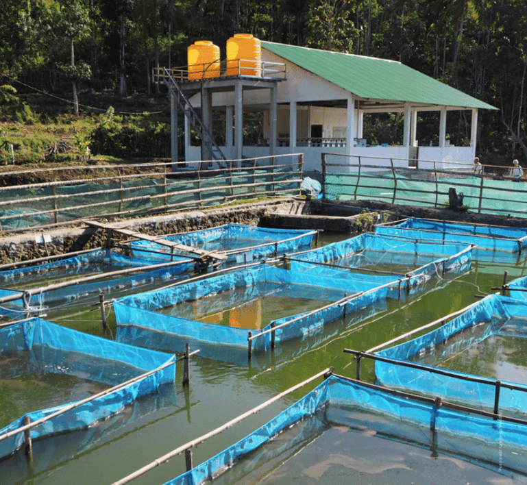 TimorLeste Prime Minister celebrates tilapia farming success The