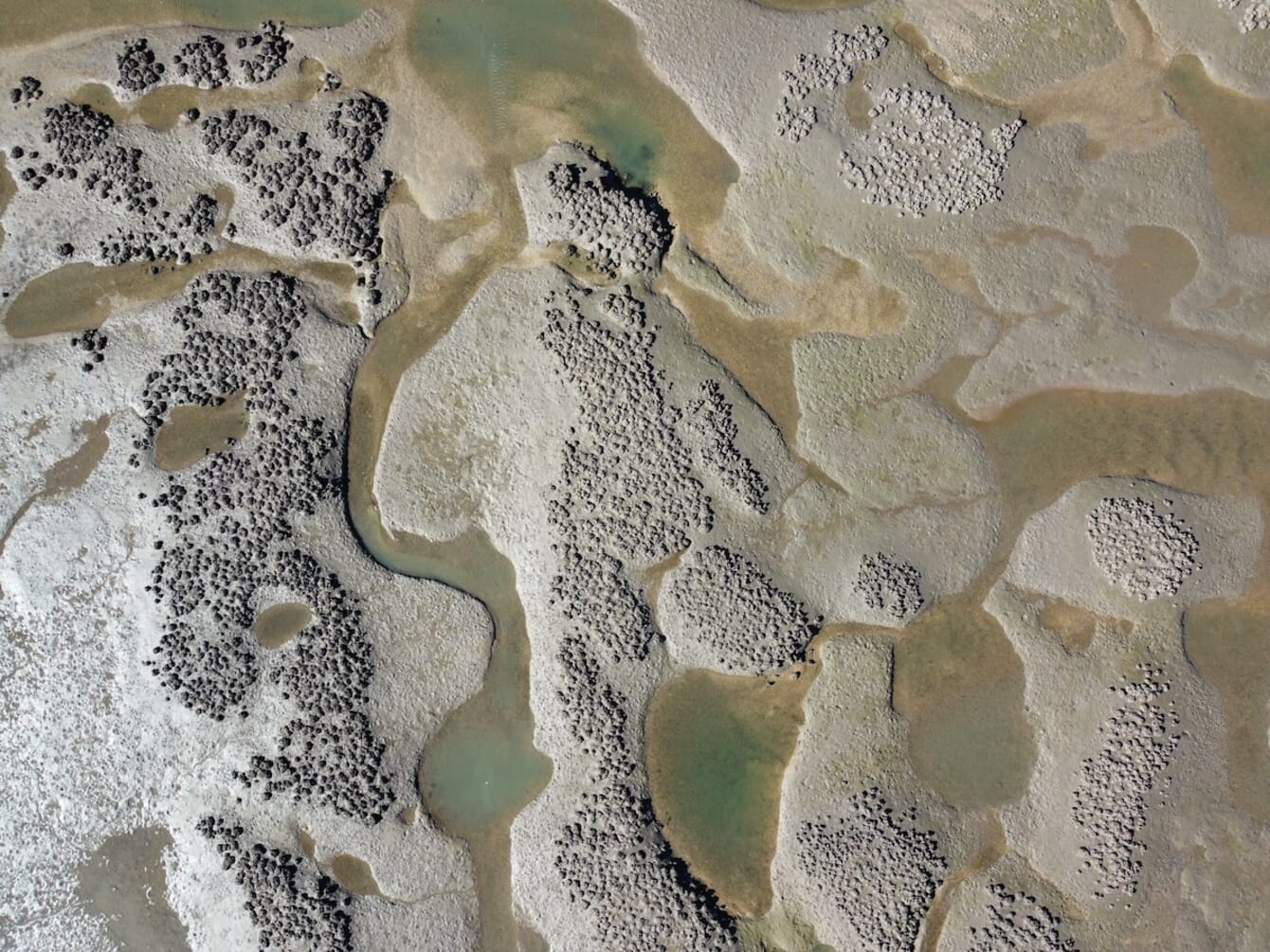 Aerial view of an oyster reef