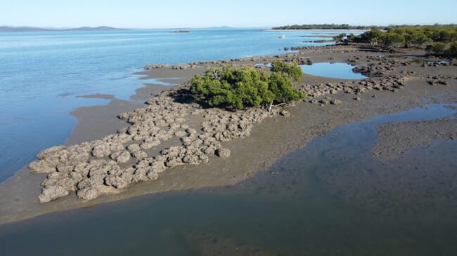 Aerial image of a tropical oyster reef