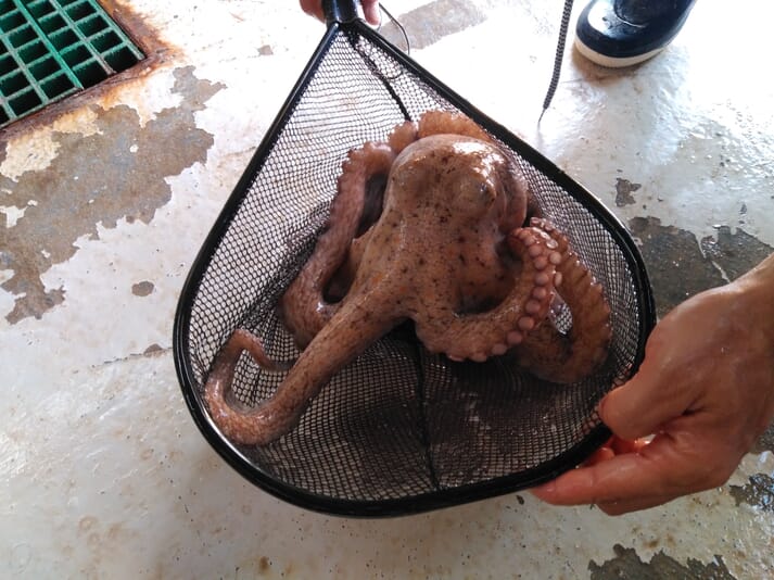octopus in a net
