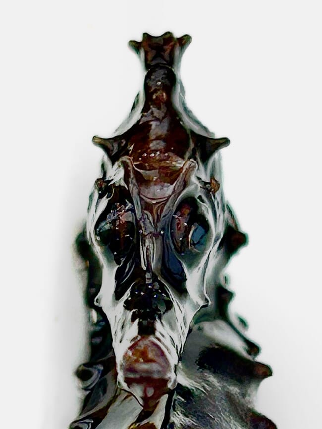 A close up photo of a lined seahorse's face.