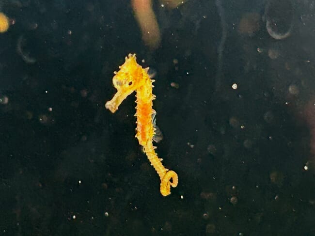 A bright yellow juvenile seahorse in an aquaculture tank.
