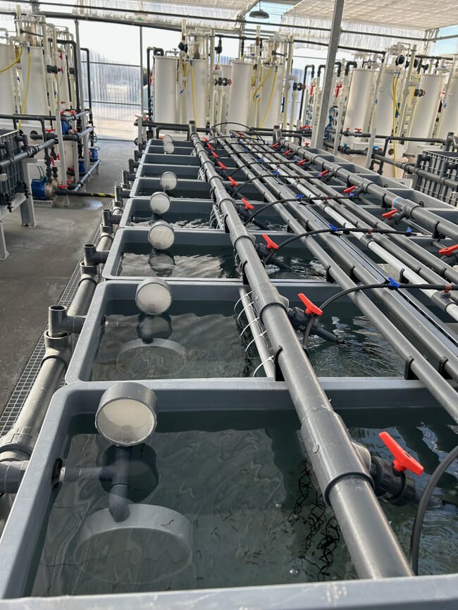 A seahorse aquaculture facility from the inside in Portugal.