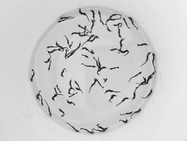 A photo of juvenile seahorses gathered in a handling bucket before transfer to aquaculture tanks.