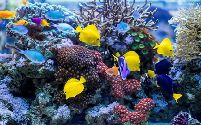 angel fish swimming on a reef