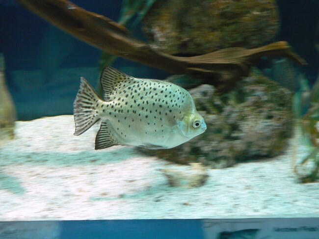 fish swimming in an aquarium