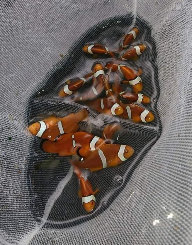 Clownfish in a net