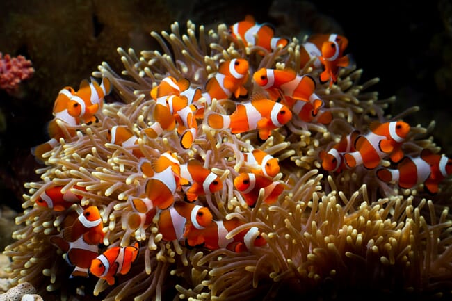 clown fish swimming in a sea anemone