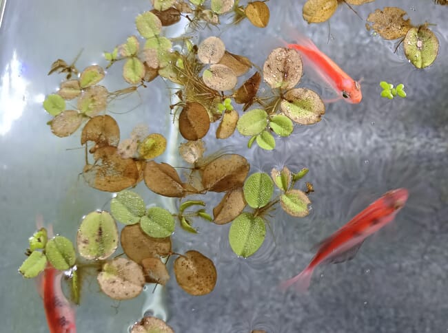 peces y algas de estanque, vistos desde arriba