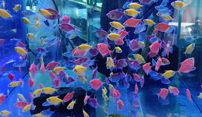 a tank filled with tropical fish