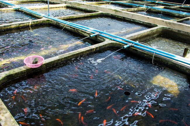 An introduction to ornamental aquaculture: part II