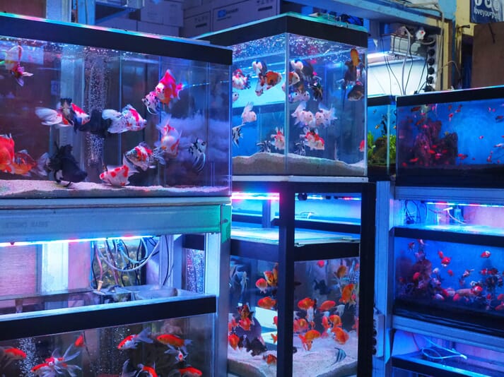 stocked aquariums in a shop