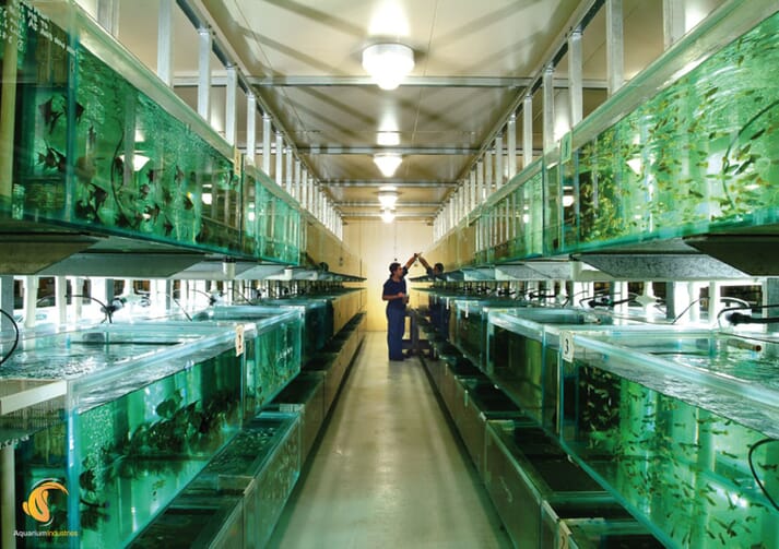 Aisle of fish tanks