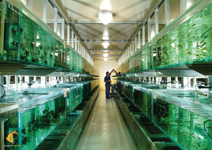 An introduction to ornamental aquaculture starting a business, part I