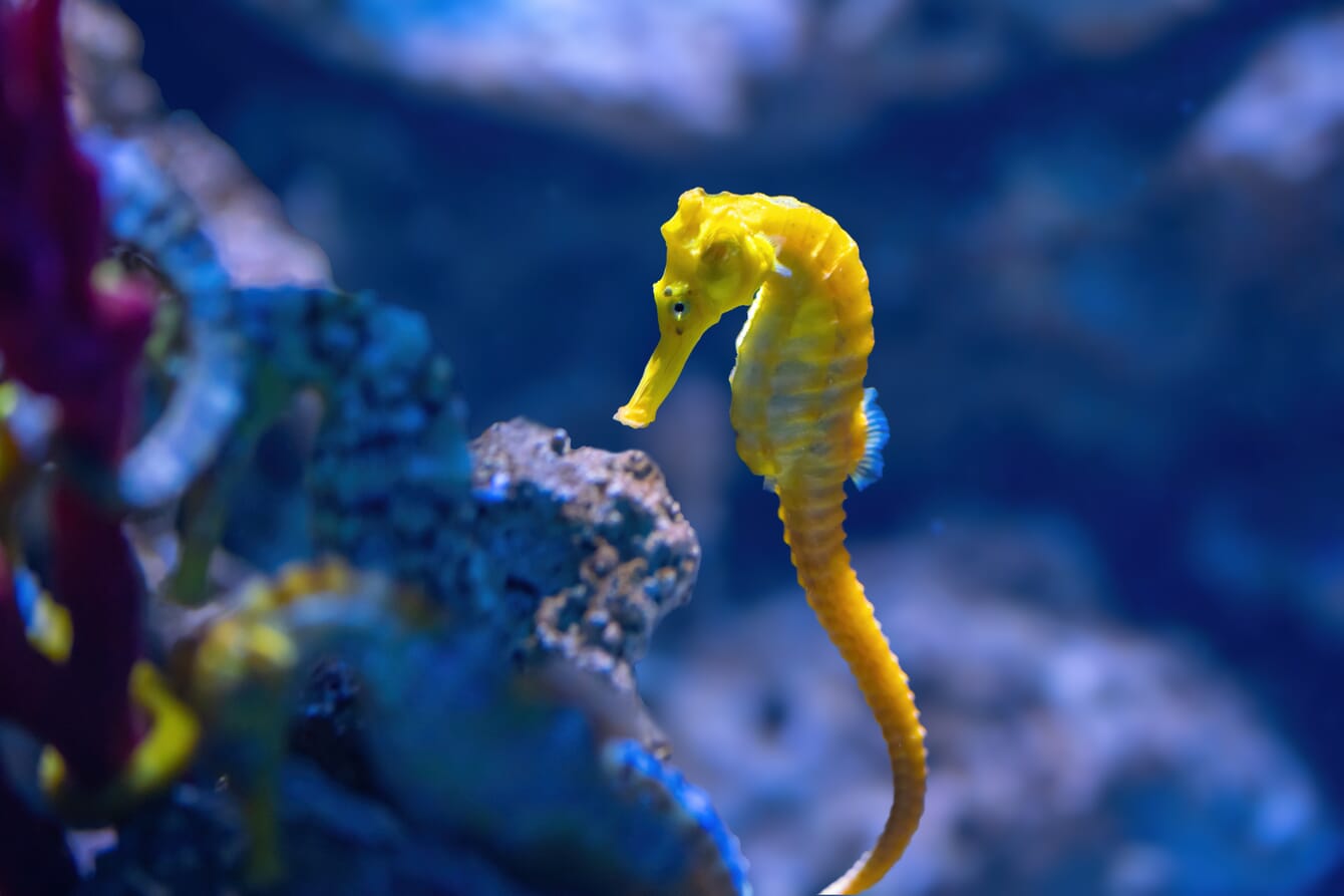 A yellow seahorse in an aquarium tank.