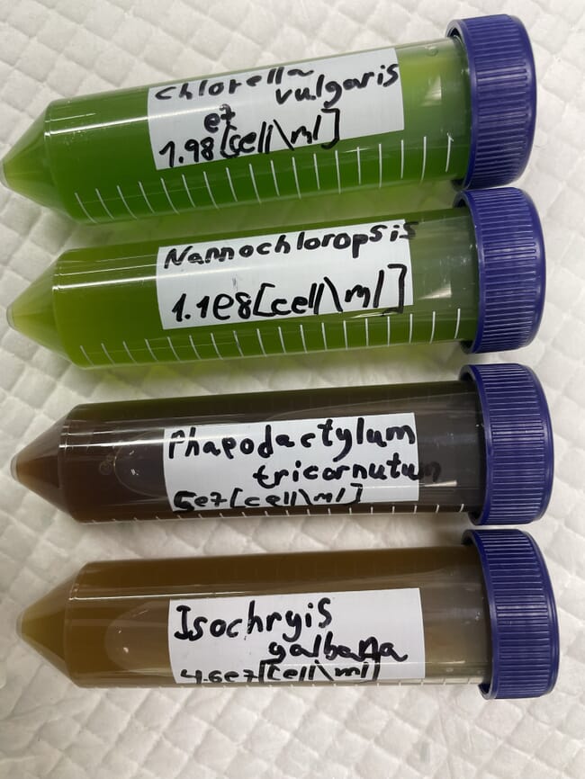 Phytoplankton in sample tubes.